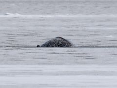 06B A Narwhal Whale On Day 2 Of Floe Edge Adventure Nunavut Canada